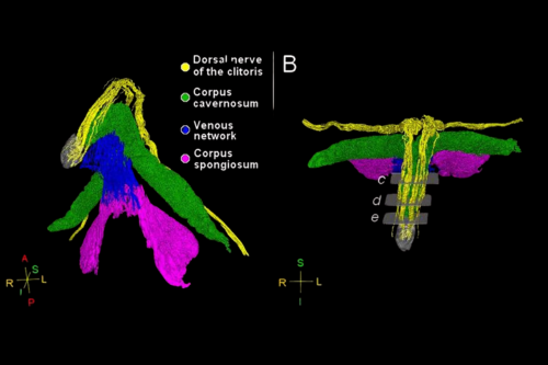 Miért tudtunk többet a péniszről már 1998-ban, mint a csiklóról 2026-ban?