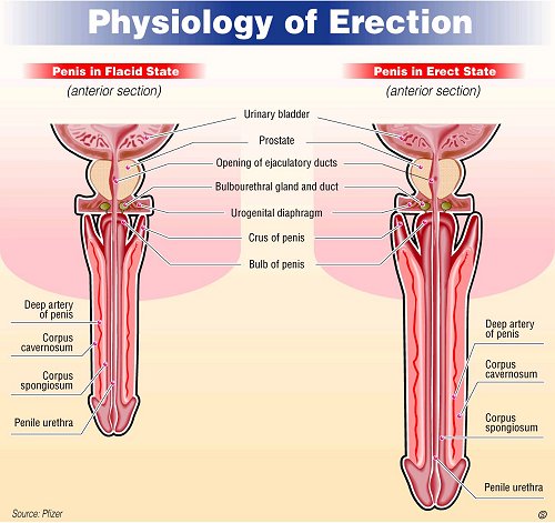 Az erekció és ejakuláció folyamatai: Ezt történik színfalak mögött 1