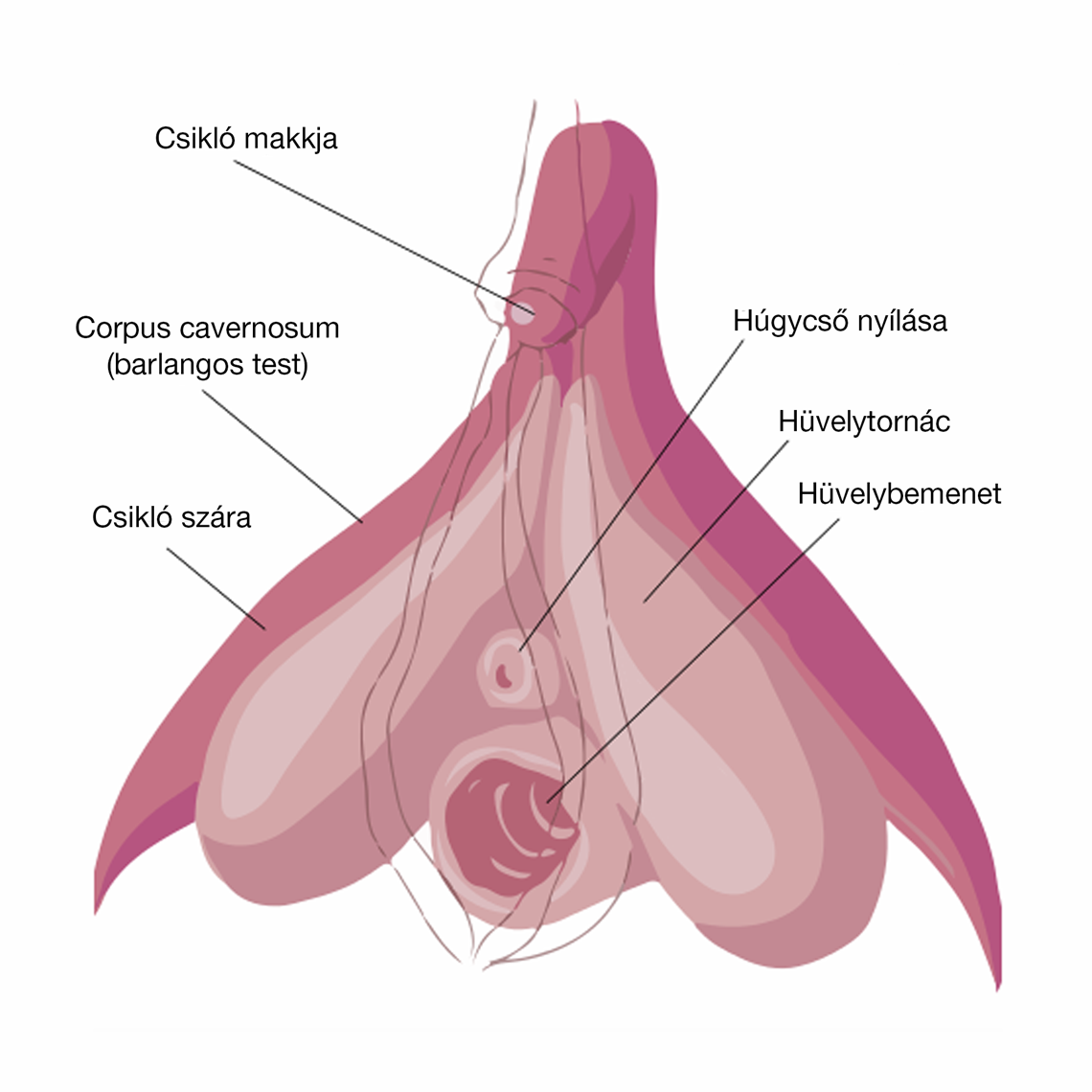 8 dolog, amit talán még nem tudsz a klitoriszról, pedig kellene! 2